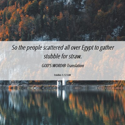 Picture 06 - Exodus 5:12 GW - So the people scattered all over Egypt to gather - Bible Verse Picture