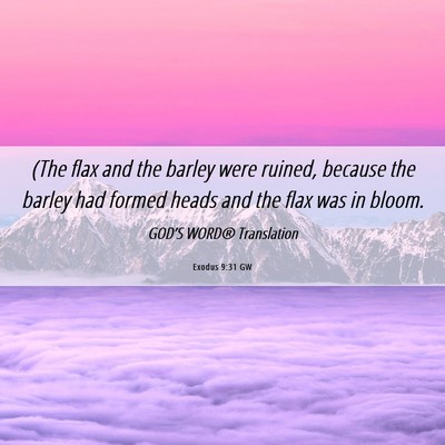Picture 06 - Exodus 9:31 GW - (The flax and the barley were ruined, because the - Bible Verse Picture