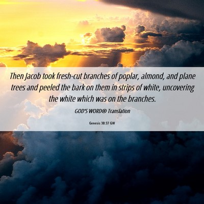 Picture 06 - Genesis 30:37 GW - Then Jacob took fresh-cut branches of poplar, - Bible Verse Picture