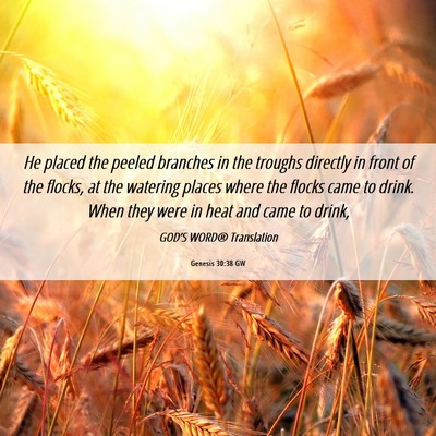 Picture 06 - Genesis 30:38 GW - He placed the peeled branches in the troughs - Bible Verse Picture
