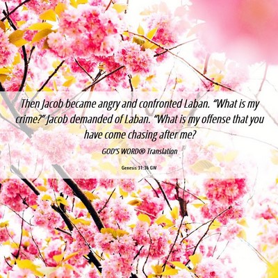 Picture 06 - Genesis 31:36 GW - Then Jacob became angry and confronted Laban. - Bible Verse Picture