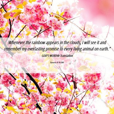 Picture 06 - Genesis 9:16 GW - Whenever the rainbow appears in the clouds, I - Bible Verse Picture