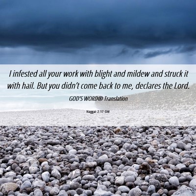Picture 06 - Haggai 2:17 GW - I infested all your work with blight and mildew - Bible Verse Picture