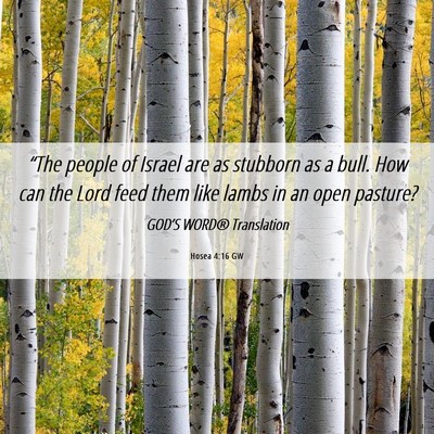 Picture 06 - Hosea 4:16 GW - “The people of Israel are as stubborn as a - Bible Verse Picture