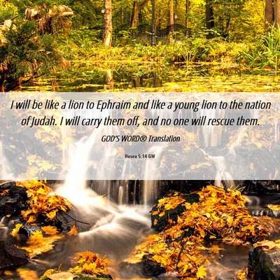 Picture 06 - Hosea 5:14 GW - I will be like a lion to Ephraim and like a young - Bible Verse Picture