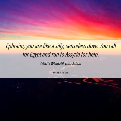 Picture 06 - Hosea 7:11 GW - Ephraim, you are like a silly, senseless dove. - Bible Verse Picture