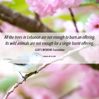 Picture 06 - Isaiah 40:16 GW - All the trees in Lebanon are not enough to burn - Bible Verse Picture