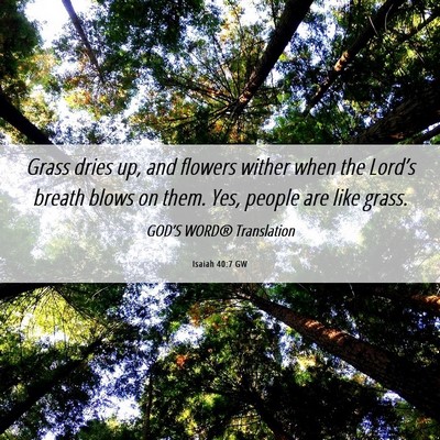 Picture 06 - Isaiah 40:7 GW - Grass dries up, and flowers wither when the - Bible Verse Picture