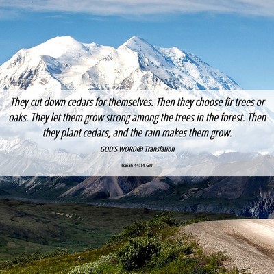 Picture 06 - Isaiah 44:14 GW - They cut down cedars for themselves. Then they - Bible Verse Picture