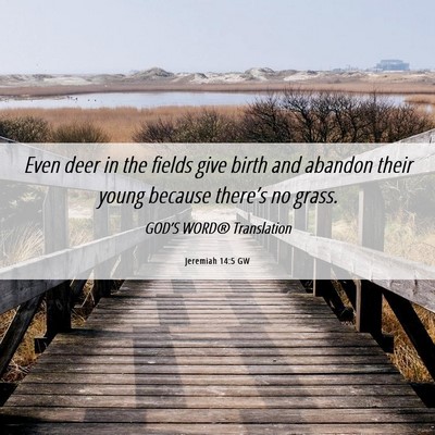 Picture 06 - Jeremiah 14:5 GW - Even deer in the fields give birth and abandon - Bible Verse Picture
