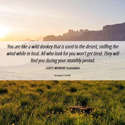 Picture 06 - Jeremiah 2:24 GW - You are like a wild donkey that is used to the - Bible Verse Picture