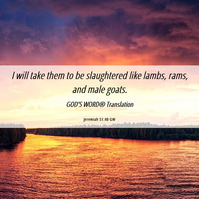 Picture 06 - Jeremiah 51:40 GW - I will take them to be slaughtered like lambs, - Bible Verse Picture