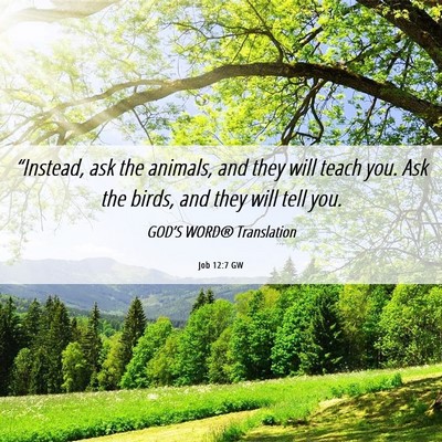 Picture 06 - Job 12:7 GW - “Instead, ask the animals, and they will teach - Bible Verse Picture