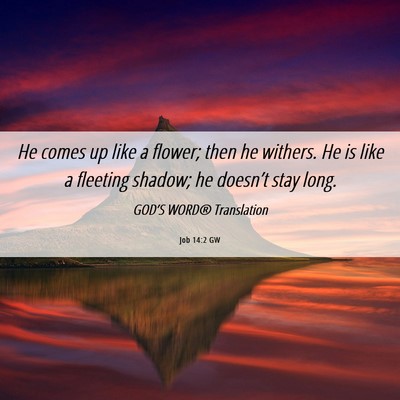 Picture 06 - Job 14:2 GW - He comes up like a flower; then he withers. He is - Bible Verse Picture