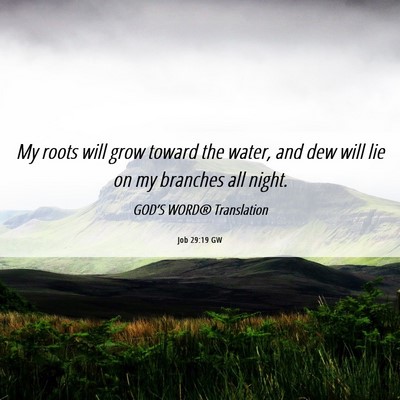 Picture 06 - Job 29:19 GW - My roots will grow toward the water, and dew will - Bible Verse Picture