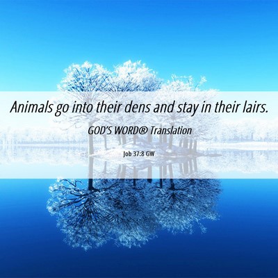 Picture 06 - Job 37:8 GW - Animals go into their dens and stay in their - Bible Verse Picture