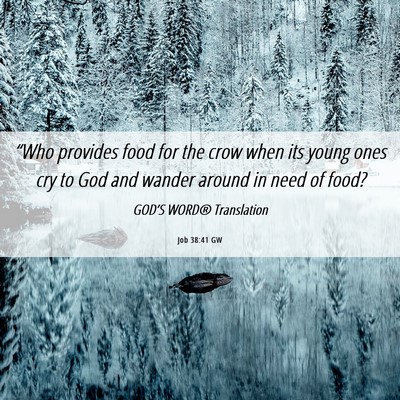 Picture 06 - Job 38:41 GW - “Who provides food for the crow when its young - Bible Verse Picture