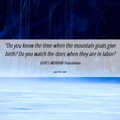 Picture 06 - Job 39:1 GW - “Do you know the time when the mountain goats - Bible Verse Picture