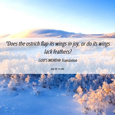 Picture 06 - Job 39:13 GW - “Does the ostrich flap its wings in joy, or do - Bible Verse Picture