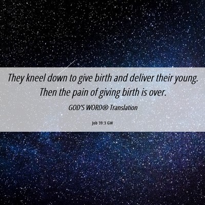 Picture 06 - Job 39:3 GW - They kneel down to give birth and deliver their - Bible Verse Picture