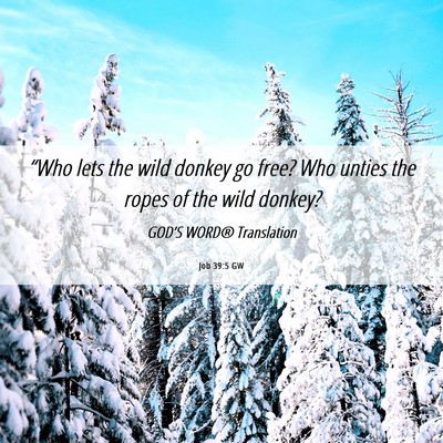 Picture 06 - Job 39:5 GW - “Who lets the wild donkey go free? Who unties - Bible Verse Picture