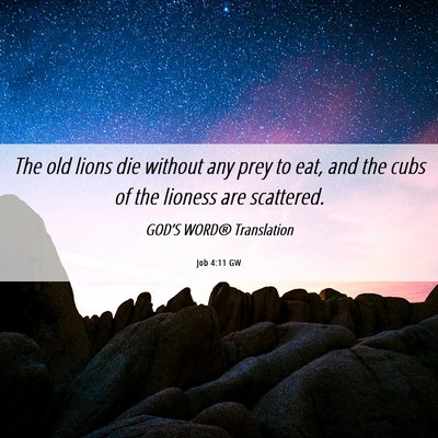 Picture 06 - Job 4:11 GW - The old lions die without any prey to eat, and - Bible Verse Picture