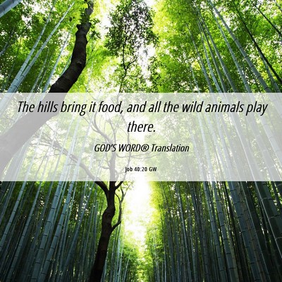 Picture 06 - Job 40:20 GW - The hills bring it food, and all the wild animals - Bible Verse Picture