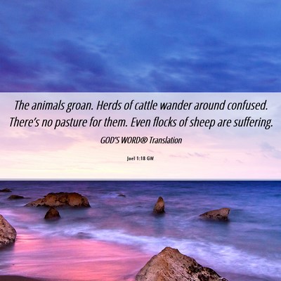 Picture 06 - Joel 1:18 GW - The animals groan. Herds of cattle wander around - Bible Verse Picture