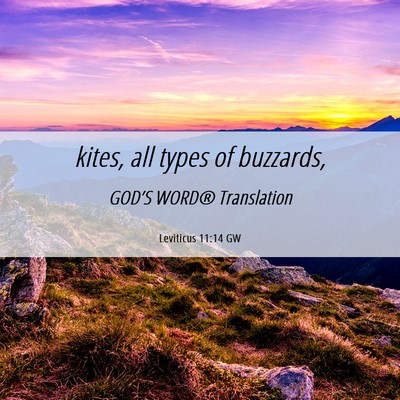 Picture 06 - Leviticus 11:14 GW - kites, all types of - Bible Verse Picture