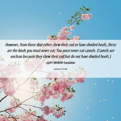Picture 06 - Leviticus 11:4 GW - However, from those that either chew their cud or - Bible Verse Picture