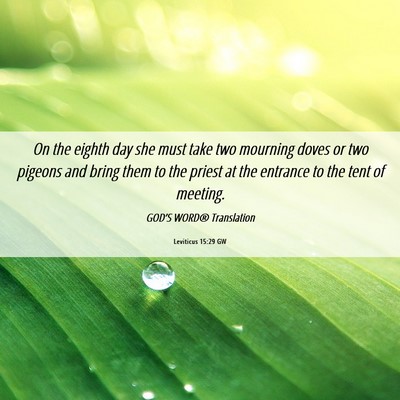 Picture 06 - Leviticus 15:29 GW - On the eighth day she must take two mourning - Bible Verse Picture