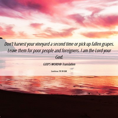 Picture 06 - Leviticus 19:10 GW - Don’t harvest your vineyard a second time or - Bible Verse Picture