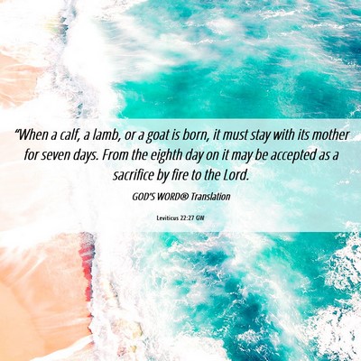 Picture 06 - Leviticus 22:27 GW - “When a calf, a lamb, or a goat is born, it - Bible Verse Picture