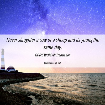 Picture 06 - Leviticus 22:28 GW - Never slaughter a cow or a sheep and its young - Bible Verse Picture