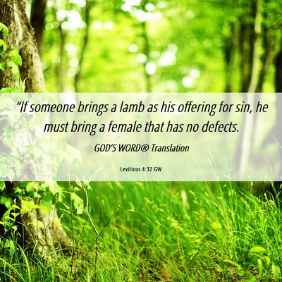 Picture 06 - Leviticus 4:32 GW - “If someone brings a lamb as his offering for - Bible Verse Picture