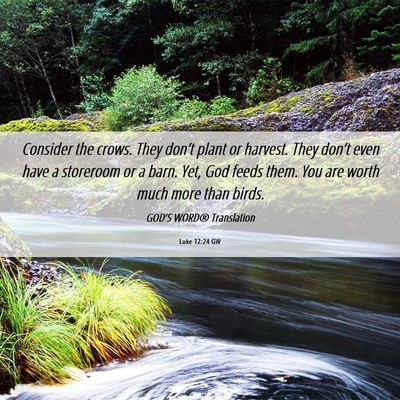 Picture 06 - Luke 12:24 GW - Consider the crows. They don’t plant or - Bible Verse Picture