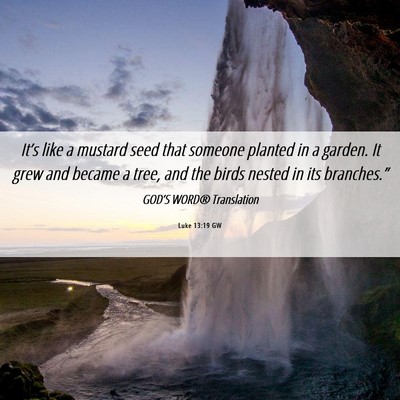 Picture 06 - Luke 13:19 GW - It’s like a mustard seed that someone planted - Bible Verse Picture