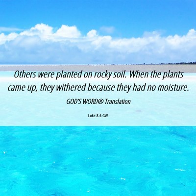 Picture 06 - Luke 8:6 GW - Others were planted on rocky soil. When the - Bible Verse Picture