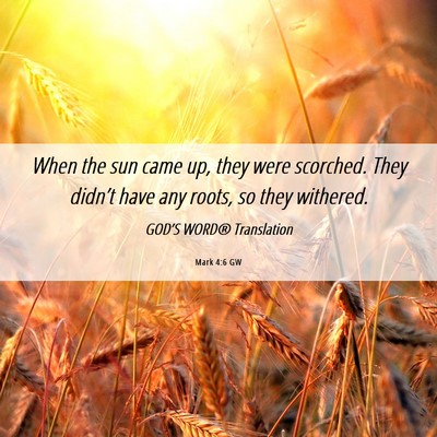 Picture 06 - Mark 4:6 GW - When the sun came up, they were scorched. They - Bible Verse Picture