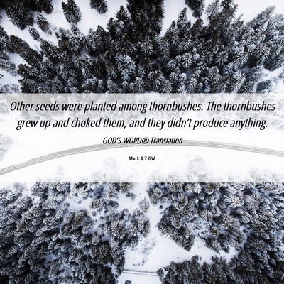 Picture 06 - Mark 4:7 GW - Other seeds were planted among thornbushes. The - Bible Verse Picture