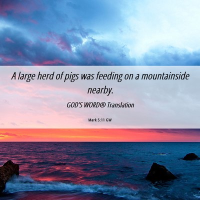 Picture 06 - Mark 5:11 GW - A large herd of pigs was feeding on a - Bible Verse Picture