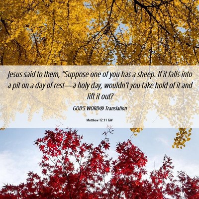 Picture 06 - Matthew 12:11 GW - Jesus said to them, “Suppose one of you has a - Bible Verse Picture