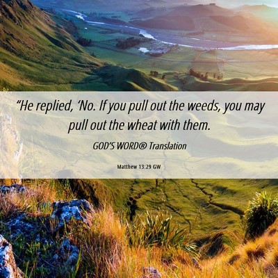 Picture 06 - Matthew 13:29 GW - “He replied, ‘No. If you pull out the weeds, - Bible Verse Picture