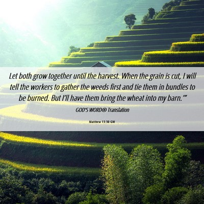 Picture 06 - Matthew 13:30 GW - Let both grow together until the harvest. When - Bible Verse Picture