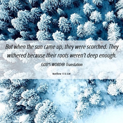 Picture 06 - Matthew 13:6 GW - But when the sun came up, they were scorched. - Bible Verse Picture