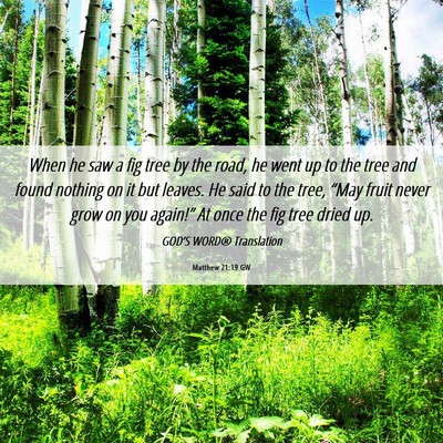 Picture 06 - Matthew 21:19 GW - When he saw a fig tree by the road, he went up to - Bible Verse Picture