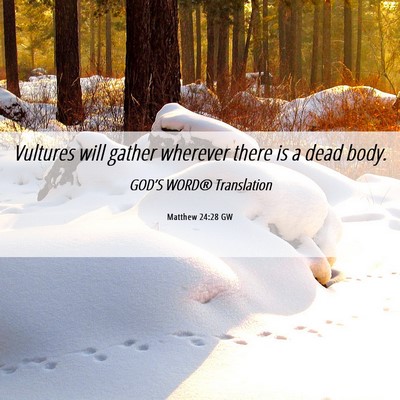Picture 06 - Matthew 24:28 GW - Vultures will gather wherever there is a dead - Bible Verse Picture