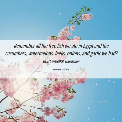 Picture 06 - Numbers 11:5 GW - Remember all the free fish we ate in Egypt and - Bible Verse Picture