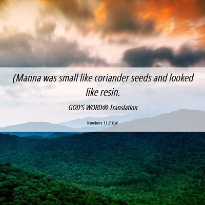 Picture 06 - Numbers 11:7 GW - (Manna was small like coriander seeds and looked - Bible Verse Picture