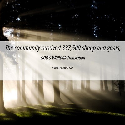 Picture 06 - Numbers 31:43 GW - The community received 337,500 sheep and - Bible Verse Picture